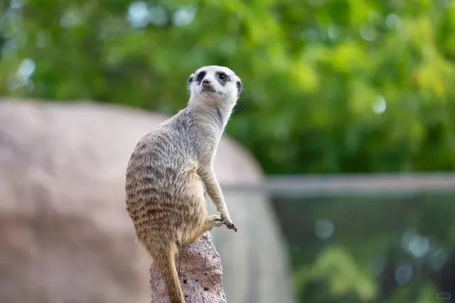 Colorado Springs Getaway Part 2 ~ 🏰🦒