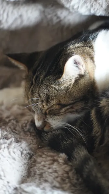 🇬🇧 Who Hasn't Been to London's Cat Café Yet? 🐱☕️💖  