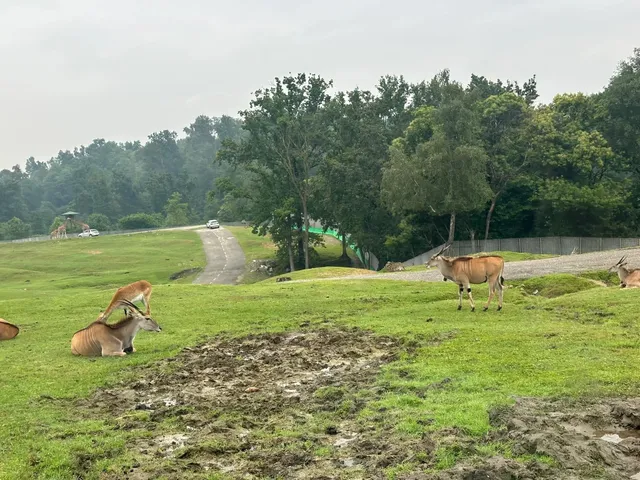 Pombia Safari Park is So Much Fun! 🚙🦁