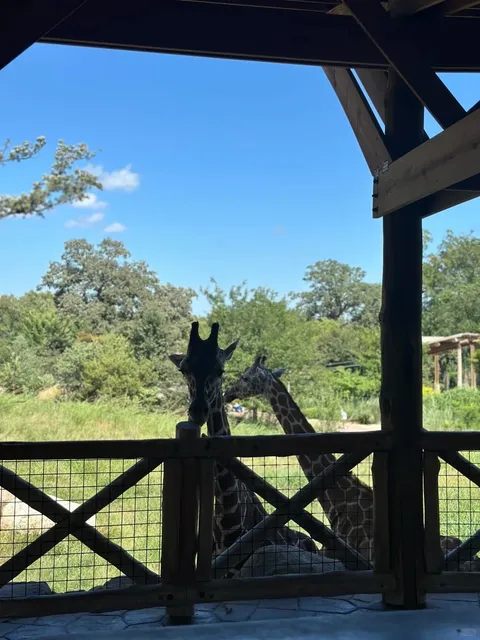 🦒 Omaha's Zoo – Giraffe Feeding Experience!