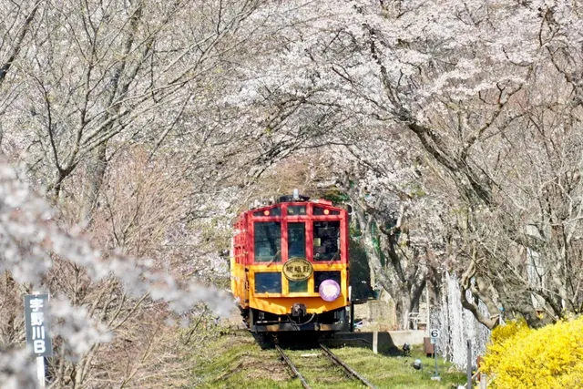 Arashiyama and Nanatani River Cherry Blossoms in Full Bloom 🌸