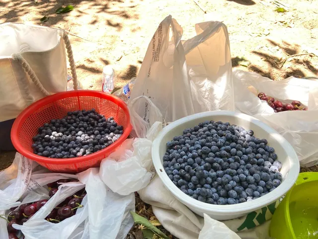 Farm for Cherry and Blueberry Picking