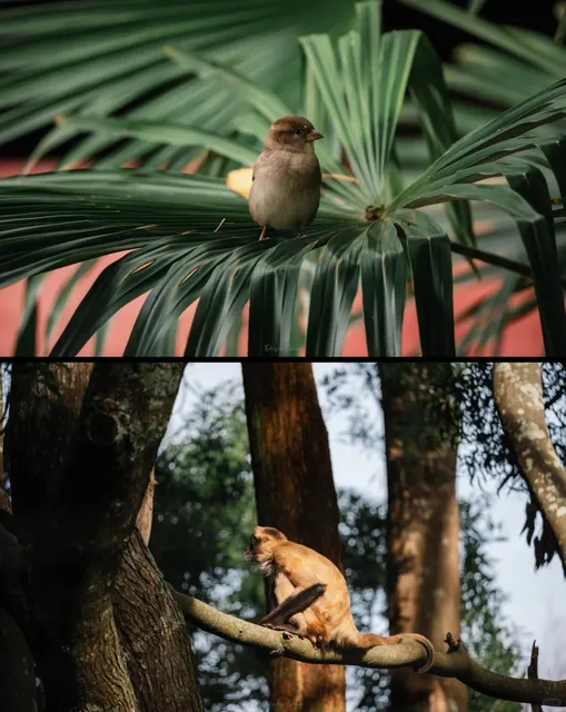 🐾 Hamilton Zoo Mini Adventure