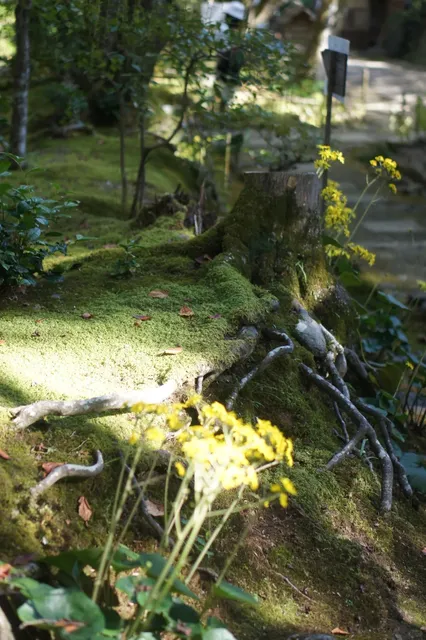 Japan Travel Mini-Summaries: 🌸🍃