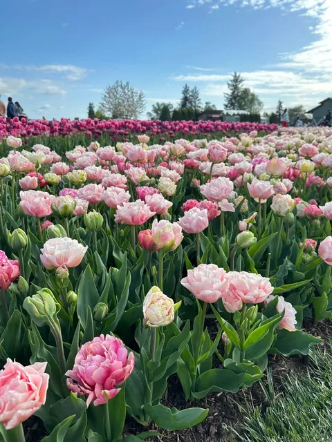 Seattle | Tulip Fields