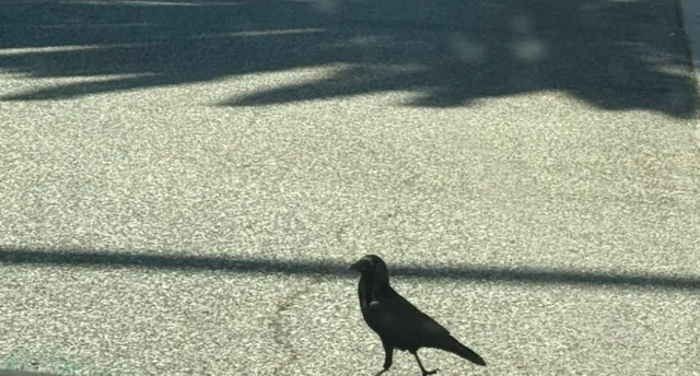 LA Sunshine Guide | How to Capture That Golden Hour Magic