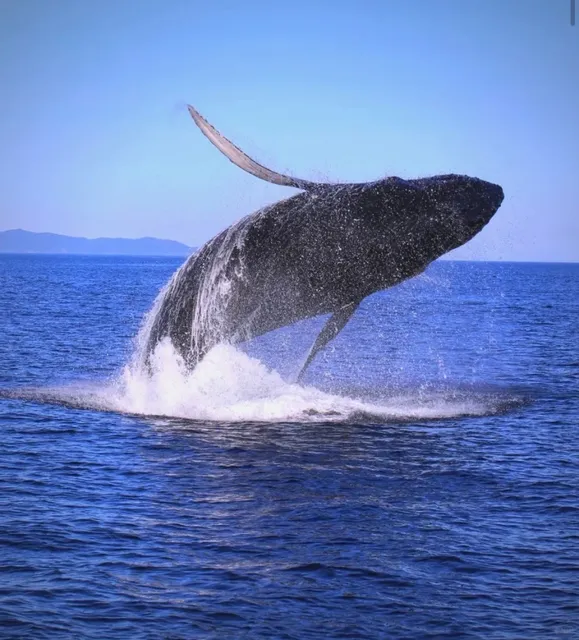 🌟【Vancouver Whale Watching Ultimate Guide】
