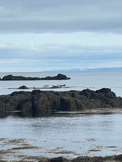 🌟 Best Places to Spot Wild Seals in Iceland