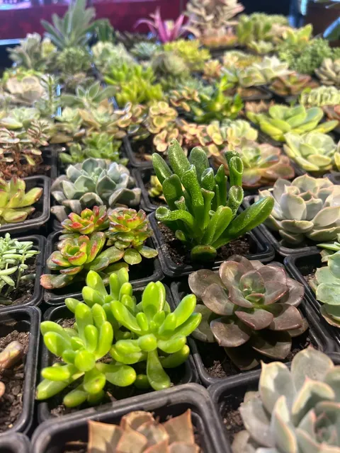 🌟 Curitiba, Brazil – A Hidden Gem for Living & Travel! 🌿