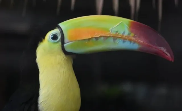 A Compact Zoo: Roger Williams Park Zoo