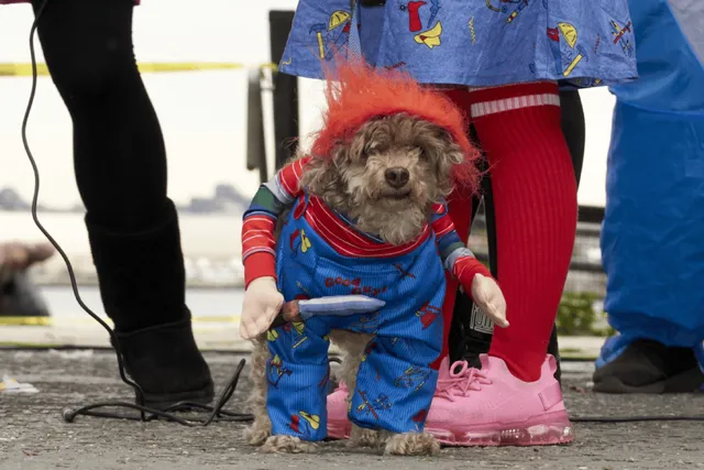 The 34th Annual Tompkins Square Park Halloween Dog Parade Will Make Yo