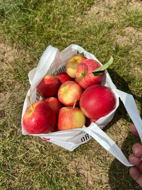 🇺🇸 Chicago Suburbs U-Pick | Raspberry Heaven! 🍇🤩