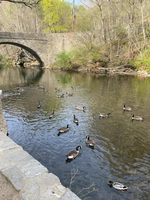 Play in PA 🇺🇸 | Wissahickon Valley Park 🌿🦆