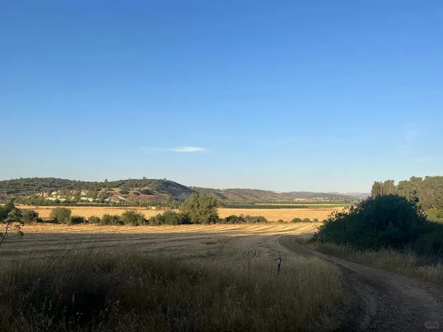Wheat Fields of West Jerusalem 🌾