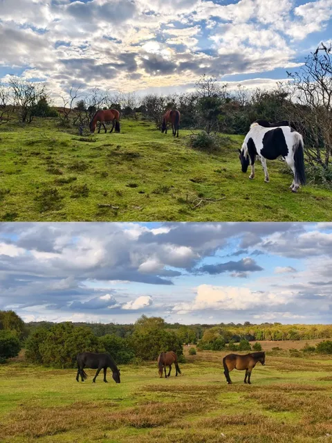 🇬🇧 Day Trip to Lyndhurst from Southampton