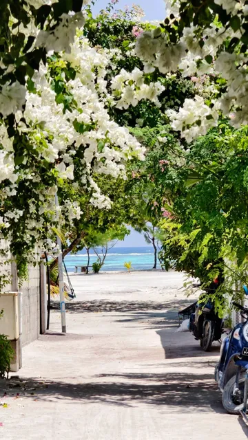 🌴 Budget-Friendly Maldives: Top Local Island Picks!