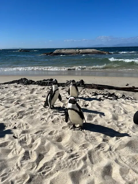 🇿🇦 Discover a Hidden Gem in Cape Town: Dine with Penguins 0cm Away!