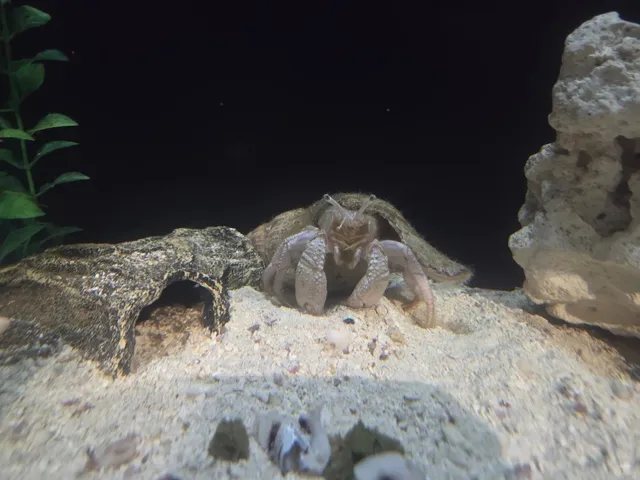 🌧️🐟 Touch Pools & Marine Magic | Texas State Aquarium 👋🐠