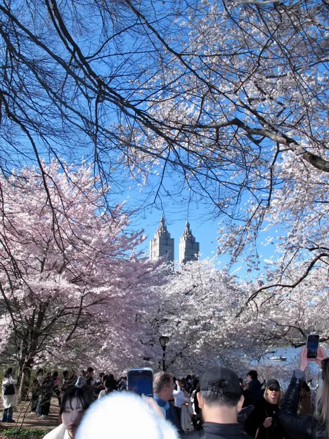 New York | Cherry Blossoms at Central Park: Cherry Hill