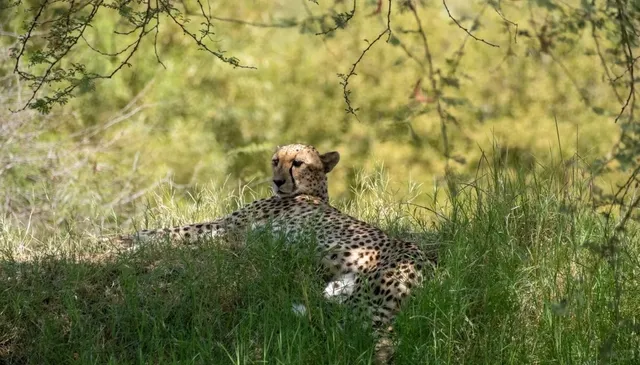 Palm Springs Desert Wildlife Adventure 🦒 40% Off! 🎉