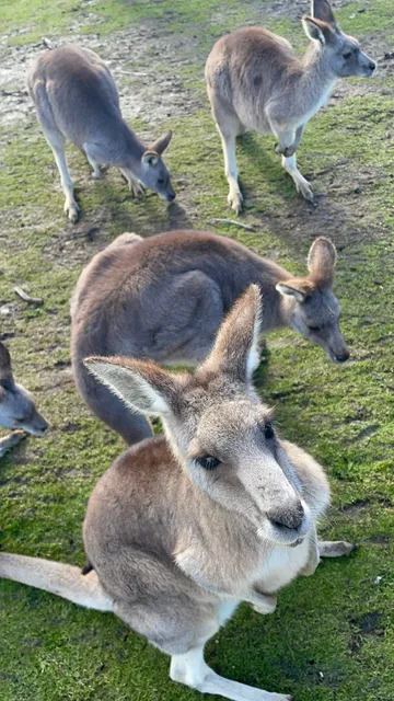  My Absolute Fave Zoo in Melbourne? Philip Island Wildlife Park! 🦘💖