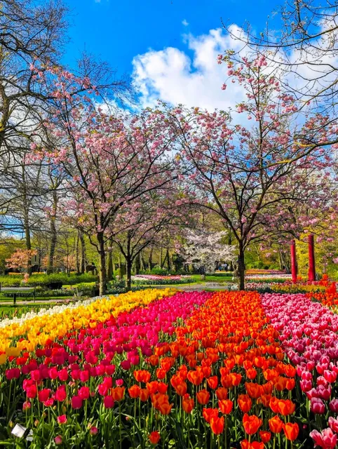 🇳🇱 Ultimate Tulip Season Guide | Netherlands Spring Fantasy