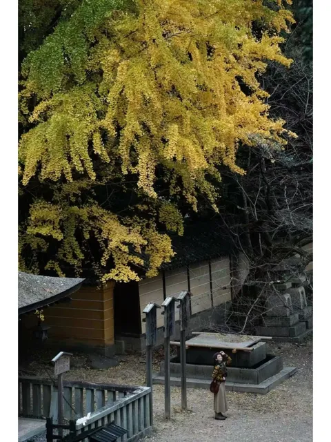 Mt. Fuji Morning Maples, Japan