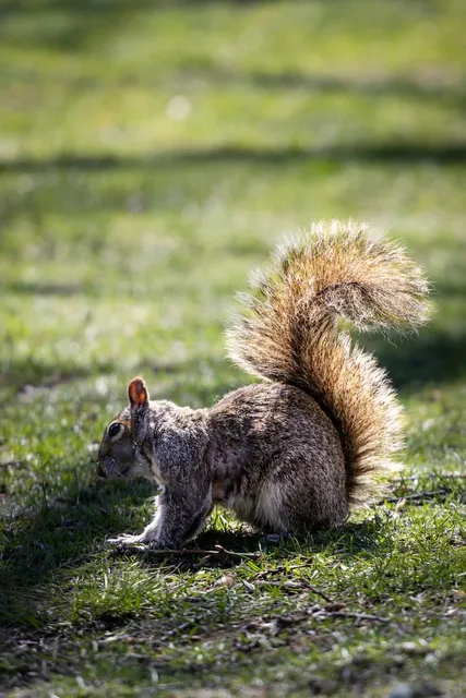 Boston Public Garden - Where Squirrels Steal the Spotlight 🐿️✨  