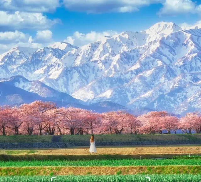 Quartet of Spring in the Hokuriku Region