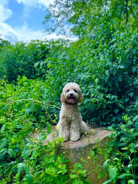 🇨🇦 Hidden Gem in Sunnybrook Park: York Trail Adventure! 🌳🐕