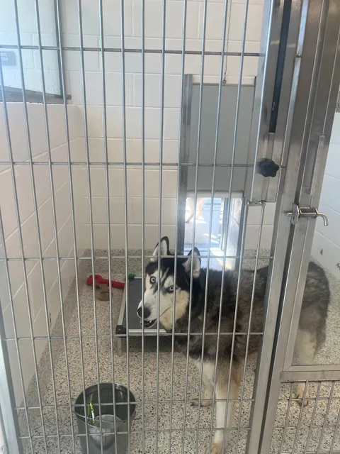 🐾 Borrow a Dog for a Day in Atlanta!