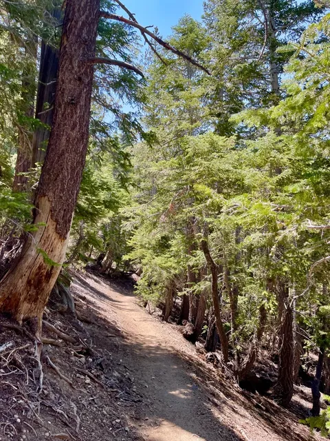 🌲 The Thousand-Year-Old Grandfather Tree in the LA Mountains 🌲