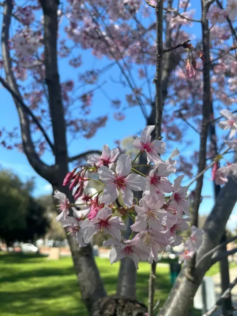 LA Hiking | Go See Cherry Blossoms in Rowland Heights! 🌸  