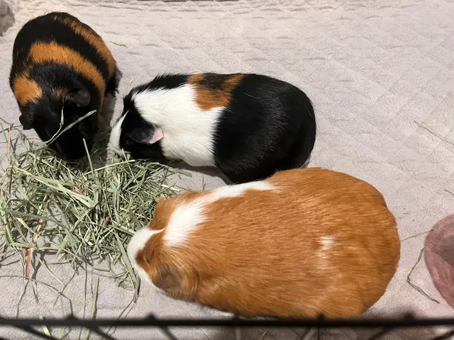 Oklahoma | Oklahoma City (OKC) | University Tour 🚗💨