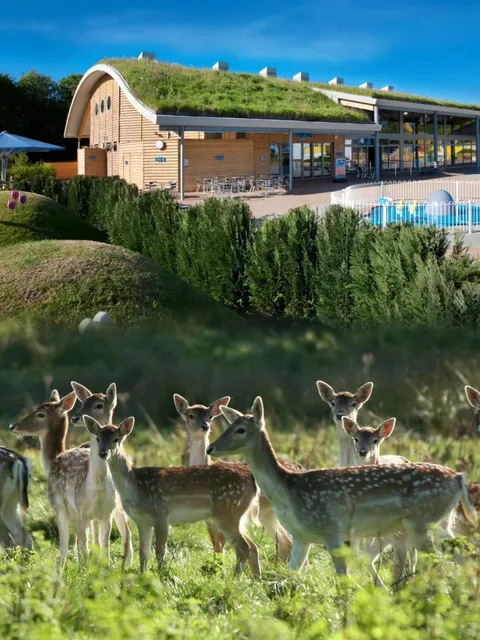 🌲 New Forest | Exploring the Natural Secrets of Britain 🌳