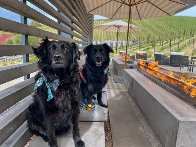 🍇🍇 Paso Robles | Sip Wine, Walk the Dog 🐕🍷