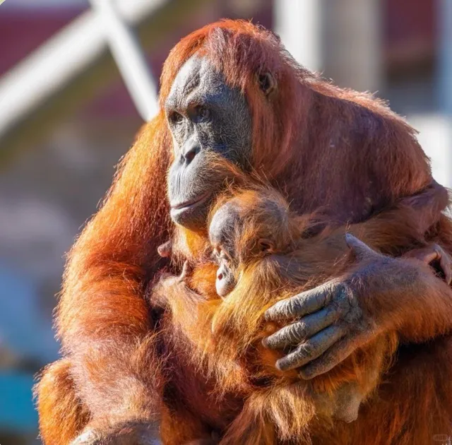 🇺🇸 Audubon Zoo, New Orleans