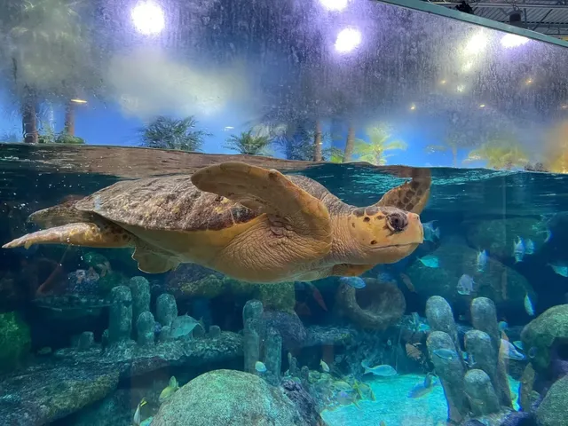 A Day at the Oklahoma Aquarium in Tulsa! 🐠