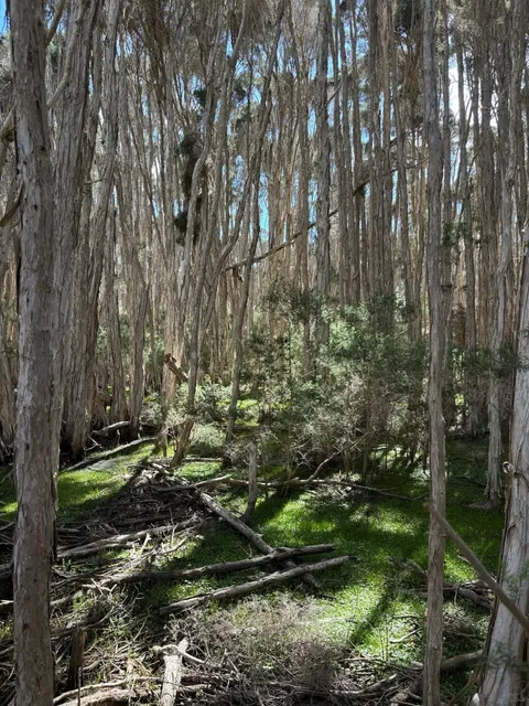 Launceston: Tasmania's Serene Escape 🌿✨