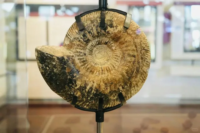 ✨ Launceston & QVMAG: A Perfect Final Day in Tasmania