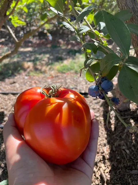 A Serene Pick-Your-Own Farm | Blueberries 🫐 and Peaches 🍑 