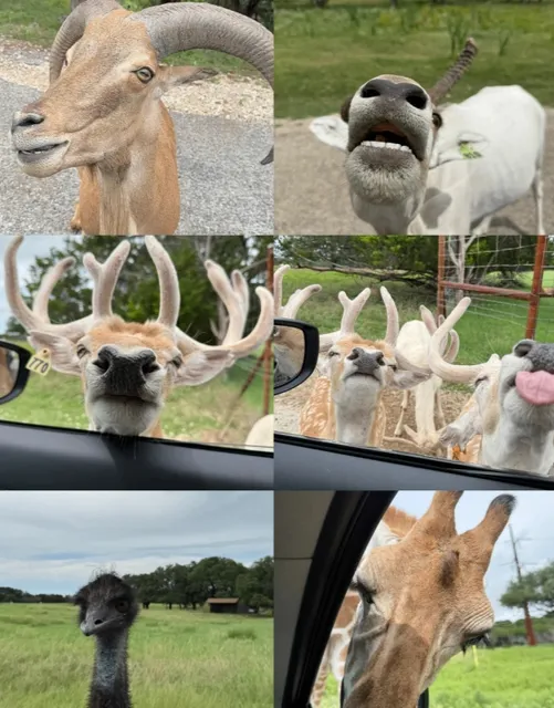 Come to Dallas—do NOT miss the wildlife center!