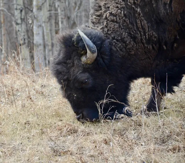 🦬❄️ Elk Island National Park: Where Bison Rule the Frost 🌿📸