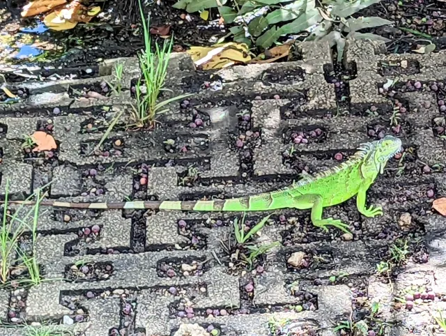 The Glory of Miami 🌴✈️