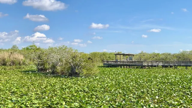 🐊 Everglades Adventure: Gator Huntin’ in the Swamp 🌿