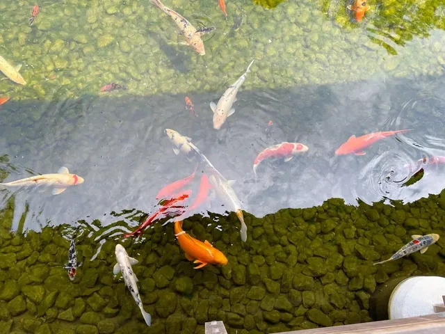 🌸 20th Anniversary Glow: Japanese Friendship Garden in Phoenix 🌴