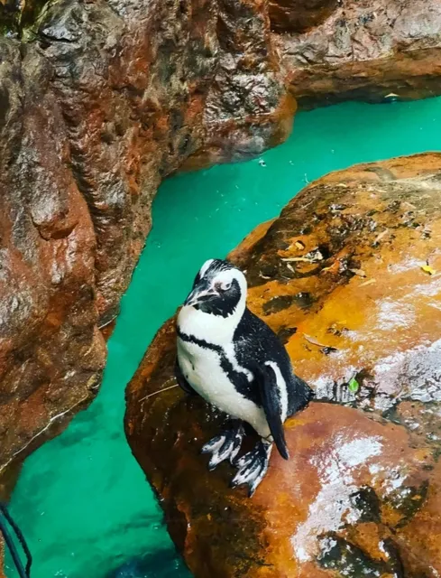 The Must-Visit Aquarium in Dallas! Visited Three Times