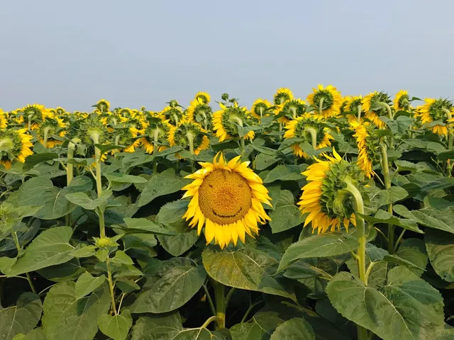🌻 ​​A SEA OF SUNFLOWERS!​​ 🌻