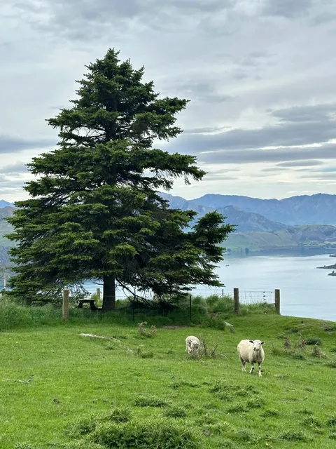 🌿New Zealand Live Shots 🇳🇿 – Unreal Beauty, Unbelievably Blue!  