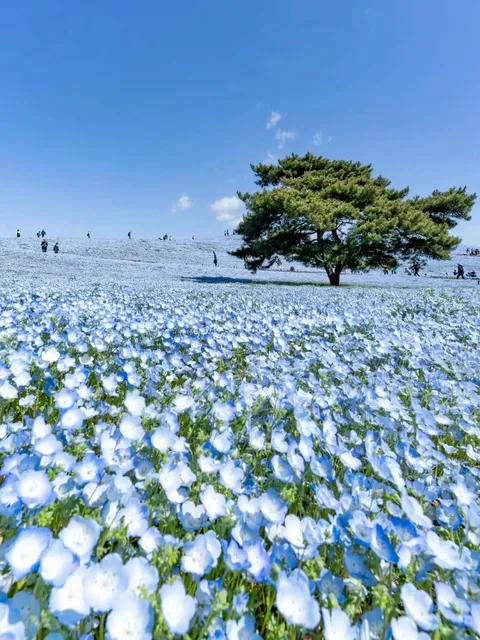 National Hitachi Seaside Park  (1)